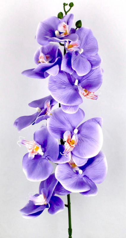 vara orquidia lila